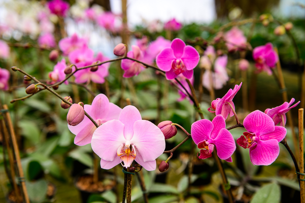 orquidario  (7)|||Fotógrafo:Mosaico Imagem