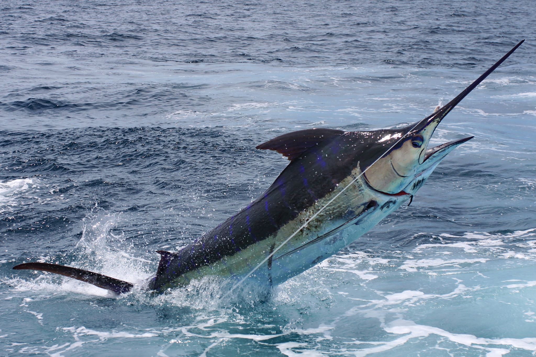 Marlin Azul 1 - Cópia