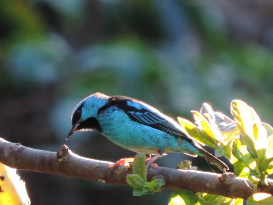 saíra azul FANTUR