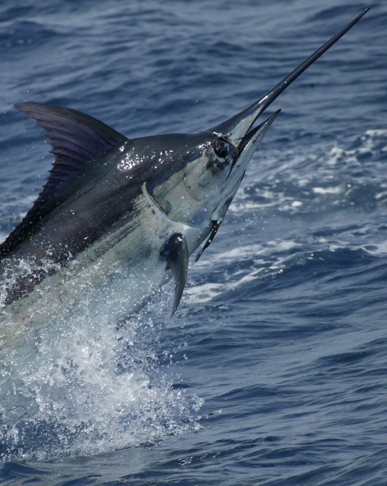 Marlin azul 2